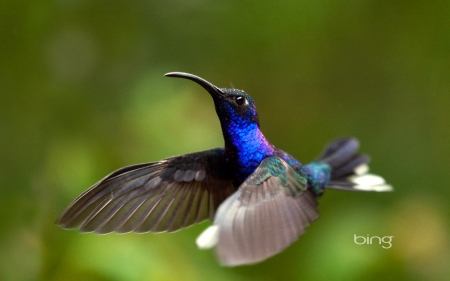 Violet Sabrewing Hummingbird Monteverde Costa Rica