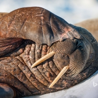 Walrus on Frozen Strait Hudson Bay Nunavut Canada