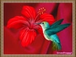 HUMMINGBIRD WITH RED FLOWER