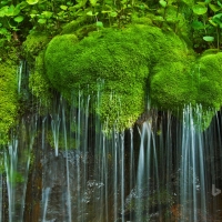 Waterfall and moss Shenandoah National Park Virginia