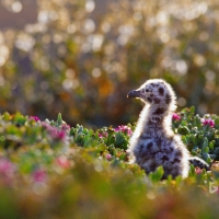 Western gull chick in Channel Islands National Park California