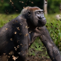 Western lowland gorilla female in a cloud of butterflies Dzanga Sangha Special Reserve Central African Republic