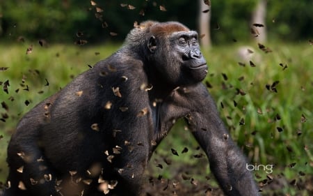 Western lowland gorilla female in a cloud of butterflies Dzanga Sangha Special Reserve Central African Republic