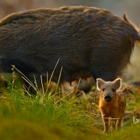 Wild boar and piglet in the Forest of Dean