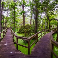 Wooden walkway in the Whooping Crane Pond Conservancy on Hilton Head Island South Carolina