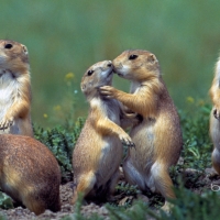 Young Black tailed Prairie Dogs (Cynomys ludovicianus) Montana USA