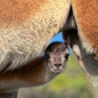 Young guanaco seeking safety under mother Torres del Paine National Park Chile