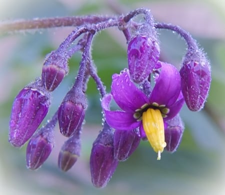 Flowers - flower, purple, yellow, pink