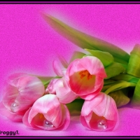 PINK TULIPS