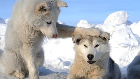 I'm here for you. - dogs, holding, blue sky, head