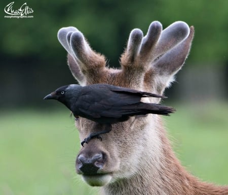 Mom! I can't see anything! - bird, max ellis, raven, caprior, horns, black, animal, crow, funny, deer, green, pasare, cute, situation