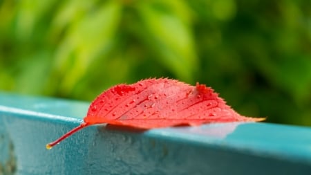 Leaf - red leaf, nature, single, photography, leaf