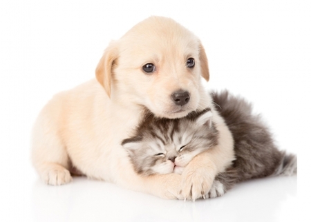 ღ❤ღ - dog, friendship, love, cat