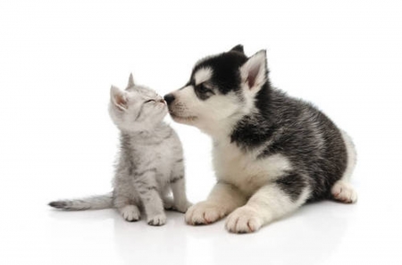 áƒ¦â¤áƒ¦ - love, friendship, cat, dog