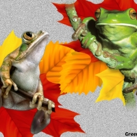 TWO FROGS