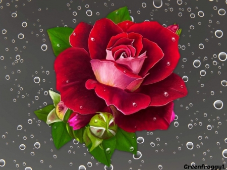 RED ROSE - creation, image, rose, red