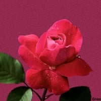 PINK ROSE ON PINK