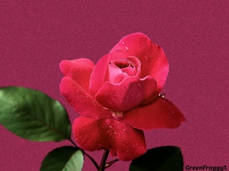 PINK ROSE ON PINK - image, creation, pink, rose