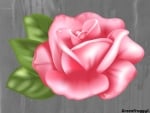 PINK ROSE