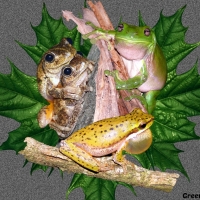 FOUR FROGS