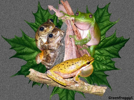 FOUR FROGS - creation, image, four, frogs