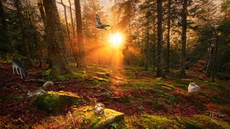 Enchanted Woodland - trees, fox, sunrise, forest, owl, Firefox Persona theme, sunsest, deer, squirrel, animals, wild, woods