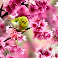 Green Bird in Cherry Blossoms 