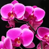 Purple Orchids 