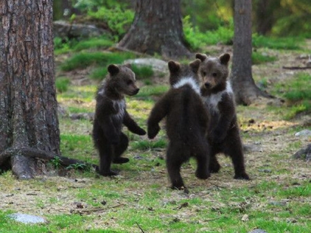 Hokey Pokey - dancing, trees, bear cubs, woods