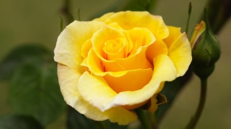 Yellow Rose - nature, yellow, beautiful, flowers, rose