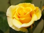 Yellow Rose