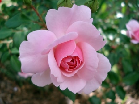 Pink Rose - nature, pink, beautiful, flowers, rose