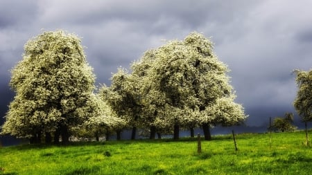 blossoming trees in a green meadow before a storm - storm, meadow, clouds, blossom, trees, green