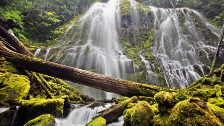 Forest Waterfall - forest, water, nature, waterfall