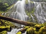 Forest Waterfall