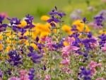 Beautiful wild flowers