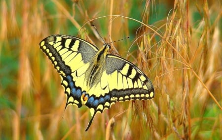 Yellow Butterfly - butterfly, yellow, nature, fields