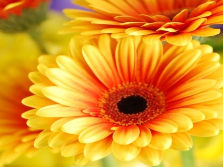 GERBERAS - daisies, leaves, petals, colors