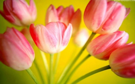 TULIPS - stems, petals, pink, nature