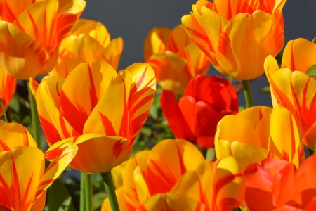 TULIPS - leaves, stems, petals, colors