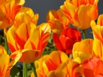 TULIPS