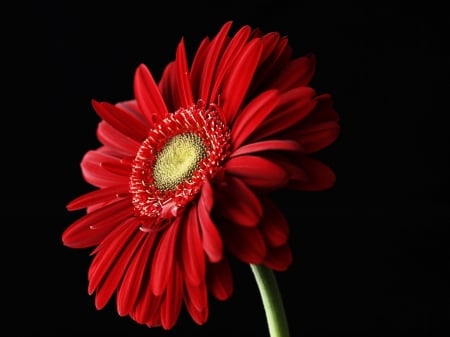 GERBERA - nature, stem, petals, red