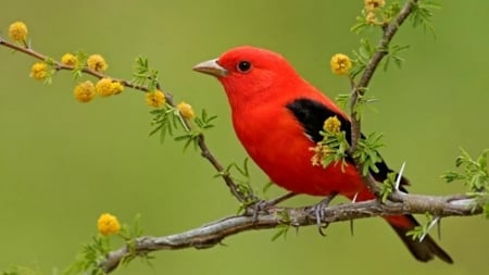 TANAGER - leaves, wings, branches, feathers