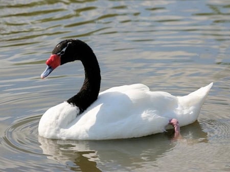 SWAN - Waves, Water, Colors, Feathers