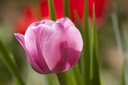 TULIPS - wings, red, leaves, purple