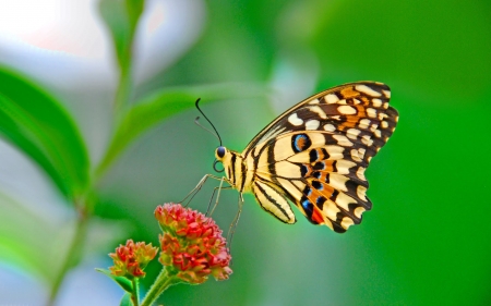 BUTTERFLY - Leaves, Insect, Petals, Flower