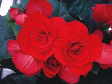 BEGONIAS - red, leaves, petals, green