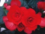 BEGONIAS