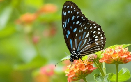 BUTTERFLY - Petals, Colors, Wings, Flowers