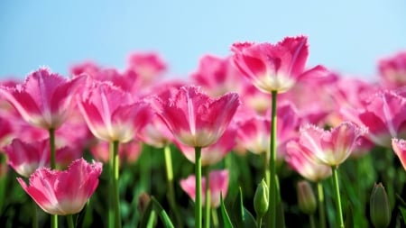 TULIPS - leaves, stems, petals, colors